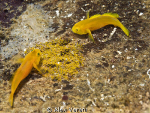 Yellow in Lembeh by Alex Varani 